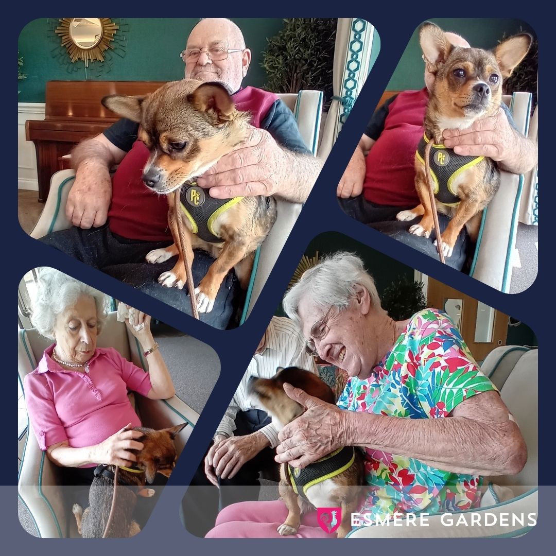 Bringing Joy with Every Wag at Esmere Gardens